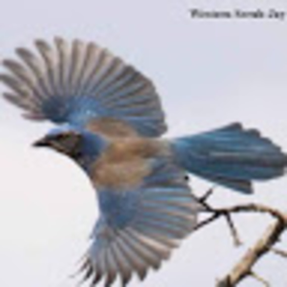 Meet your Posher, Jason - Picture 1 of 1